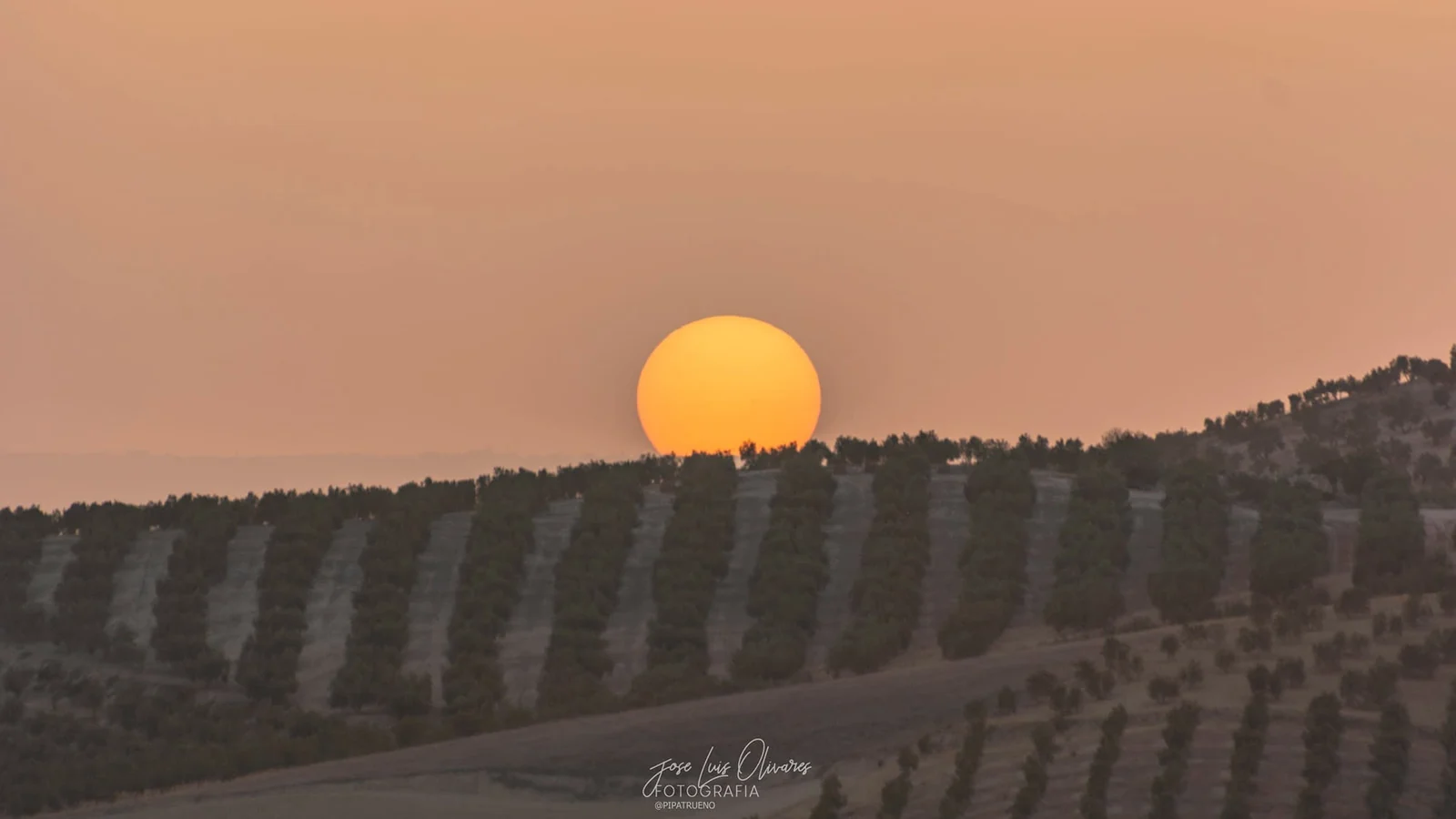 Luna llena sobre olivares