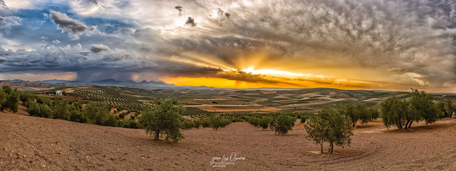 Paisaje de olivar del entorno de Peal de Becerro