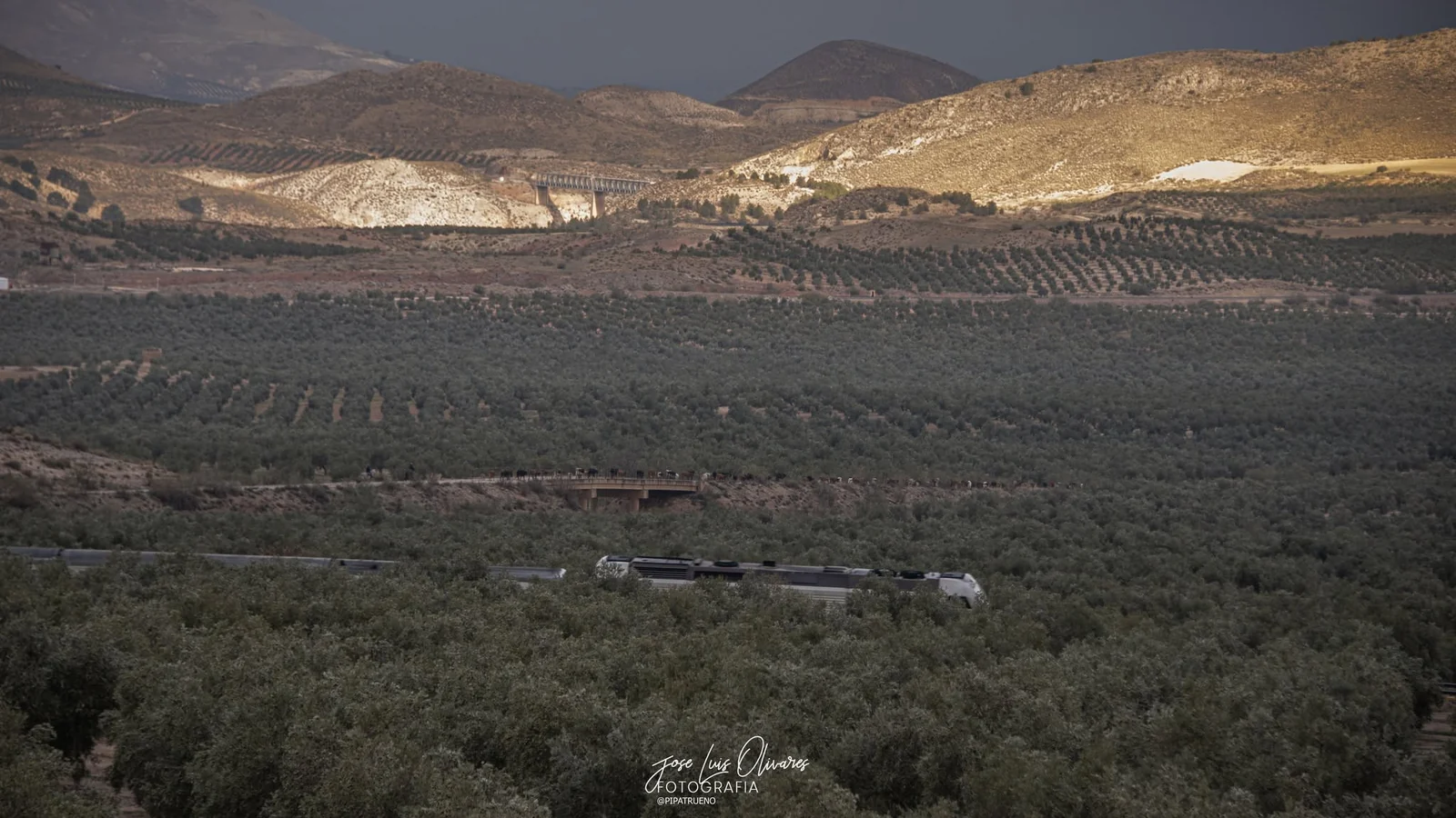 Paisaje de olivar